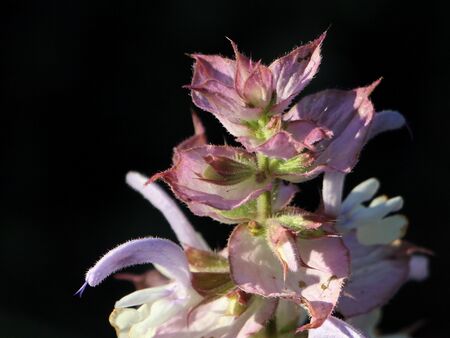 Blüte des Muskatellersalbeis