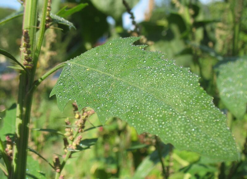 Datei:SG Meldeblat6.jpg