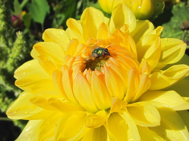 Datei:SG Dahlie gelb Fliege.jpg