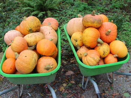 Kürbis-Ernte in Scheibtruhen