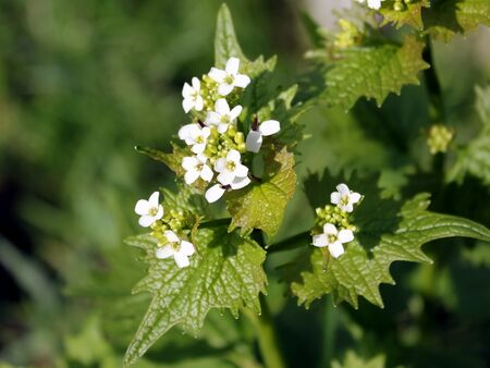 Knoblauchrauke in Blüte