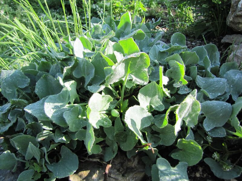 Datei:SG Schildampfer-Stock.jpg