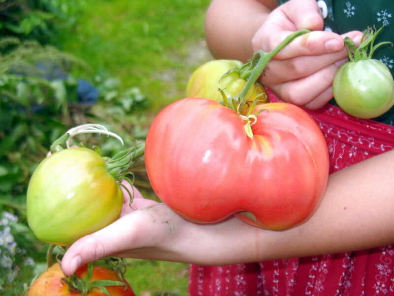 Datei:Paradeiser groß Ernte.jpg