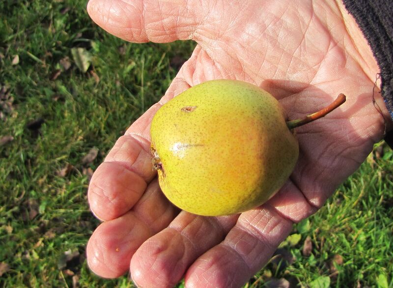 Datei:Birnenernte Hand.jpg