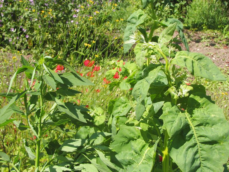 Datei:SG Melde u Gartenmelde.jpg