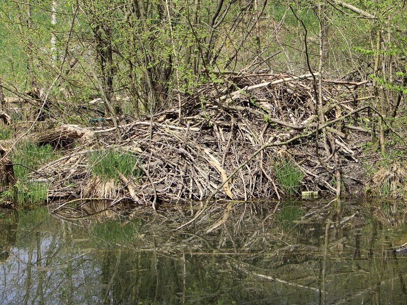 Datei:ST Biberburg April 2015.jpg