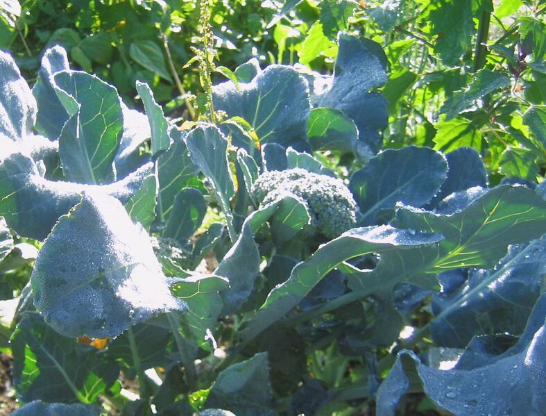 Datei:SG Broccoli.jpg