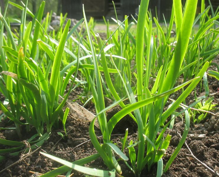 Datei:SG Knolauch.jpg