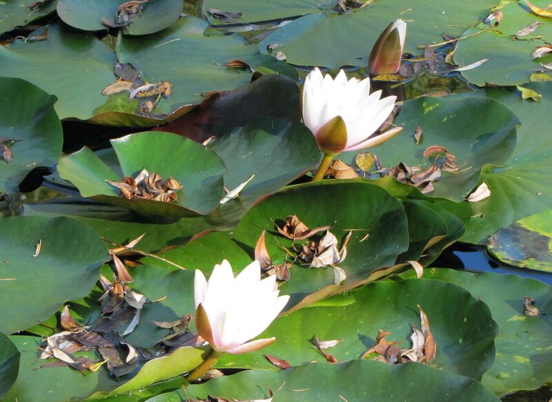 Datei:SG Seerosen Herbst.jpg