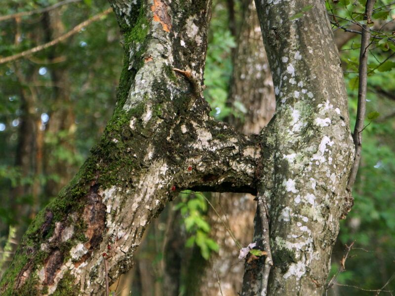 Datei:H-Baum Hainbuche Eben.JPG