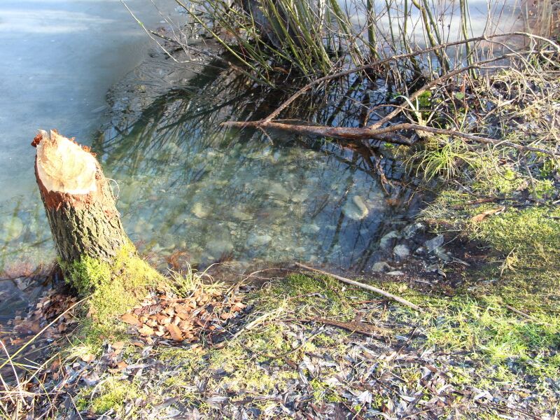 Datei:SG Biberwechsel mit verschmähten Trockenast.JPG