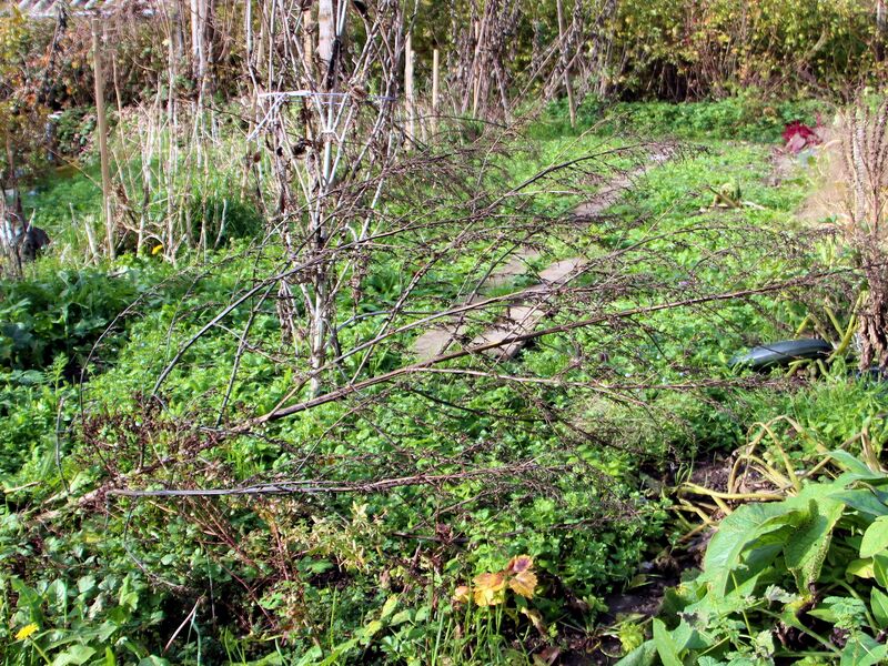 Datei:SG Meldensamenstaude umgefallene.jpg