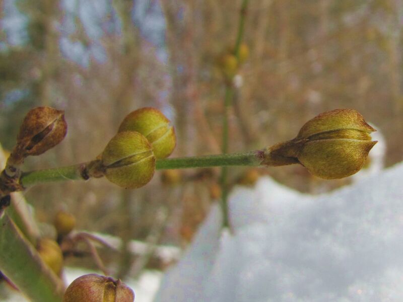 Datei:Dirndlknospen Schnee3.jpg