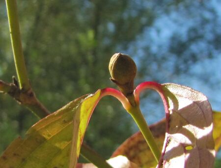 Dirndlknospe im Herbst