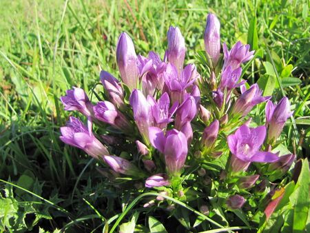 Enzian auf Loicheck-Wiese Sept 2010