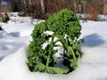 Grünkohl im Schnee