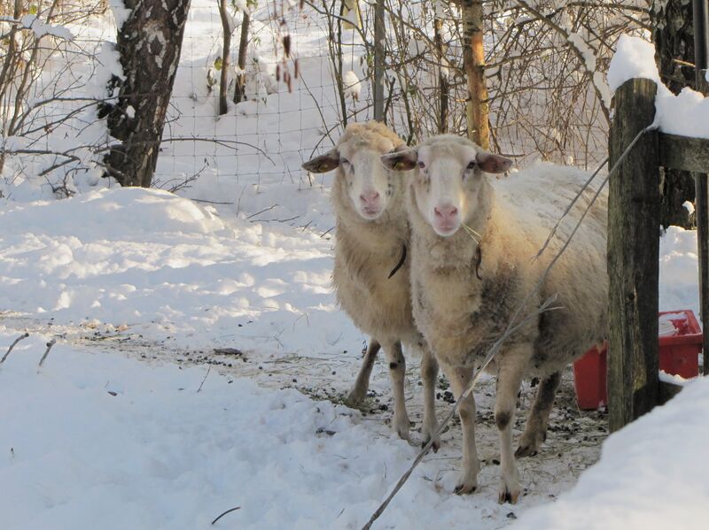 Datei:SG Schafe Winter.jpg