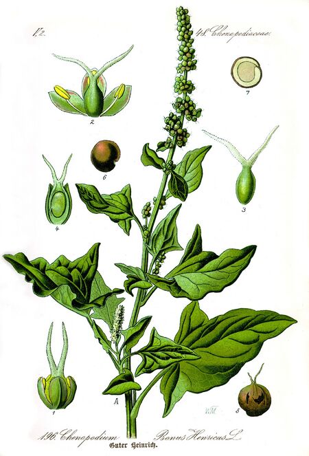 Chenopodium bonus-henricus aus Wikipedia.de
