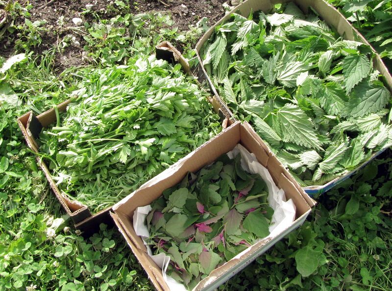 Datei:SG-Grüne Ernte WK4.jpg