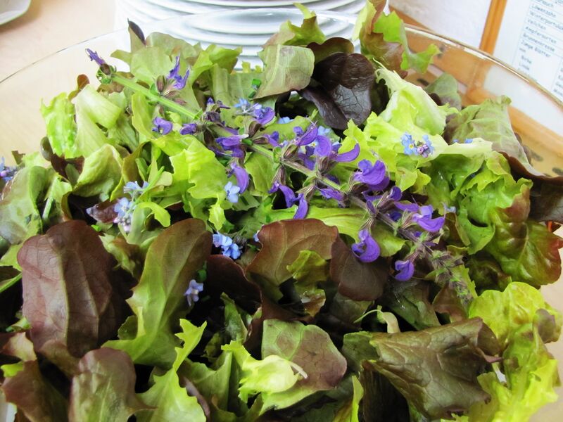 Datei:SG-Pflücksalat Buffet.jpg