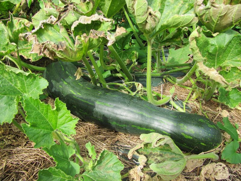 Datei:SG Kürbis grün lang.jpg