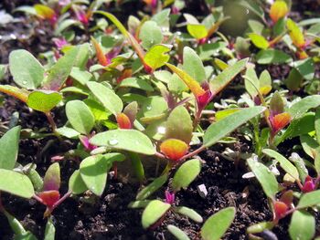 junge Magentamelde - Mai