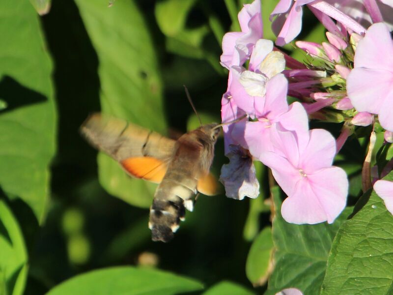 Datei:SG Taubenschwänzchen .jpg