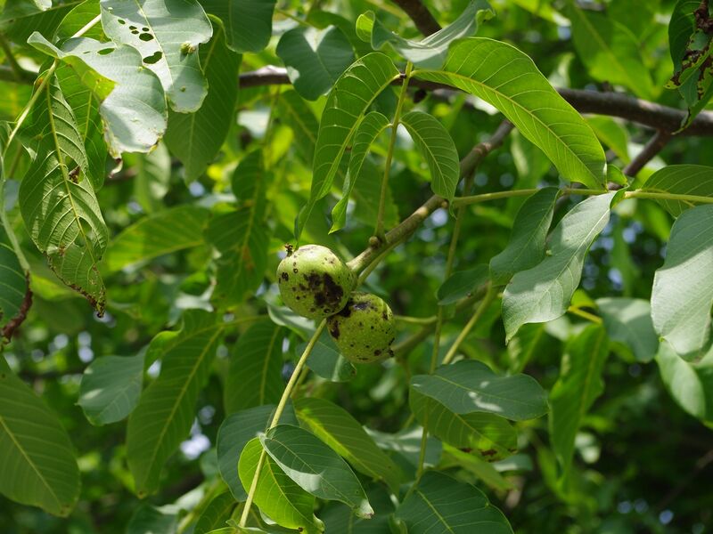 Datei:Nussblätter und -früchte.jpg