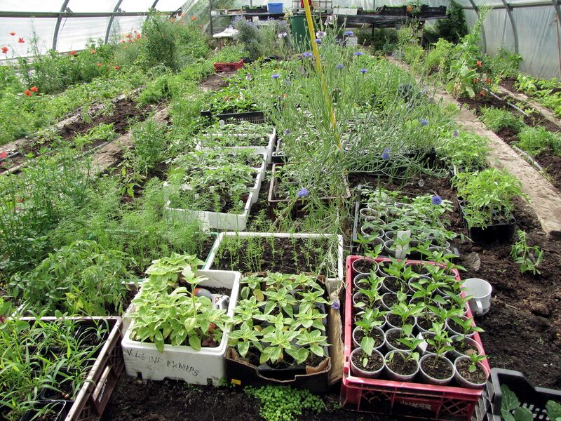 Datei:SG FT-Jungpflanzen.jpg