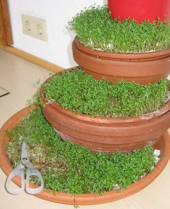 Die frische Kresse am Buffet