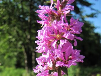 Blutweiderichblüte