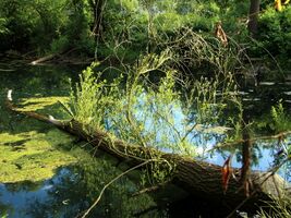 grünender Biberbaum im Teich