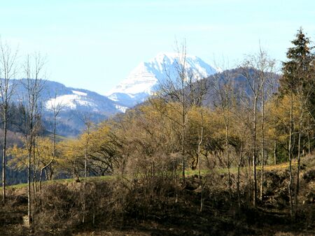 Dirndlblüte auf der Eben - Blick zum Ötscher