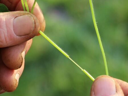 "Hendldarm Effekt" der Vogelmiere