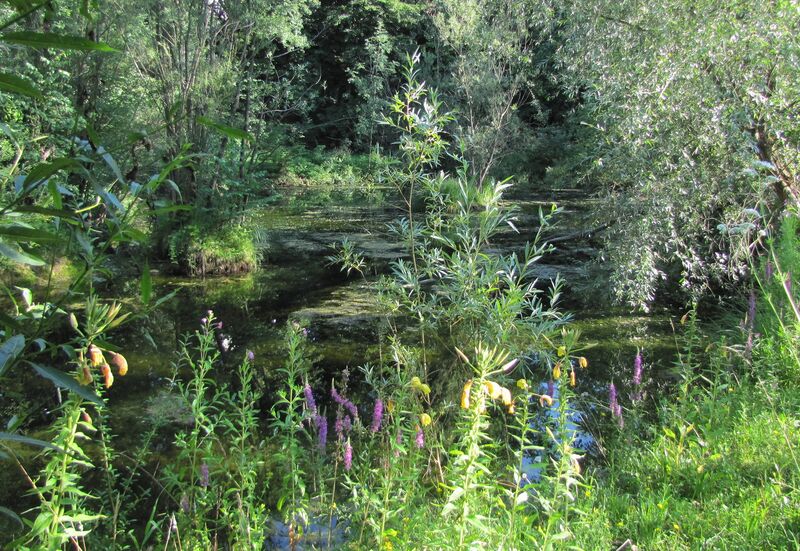 Datei:SG ST-Teichidyll.jpg