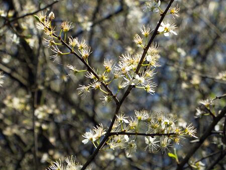 Verblühende Prunus spinosa