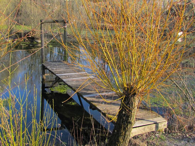 Datei:ST Kopfweide Steg.jpg