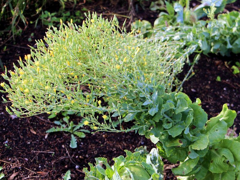 Datei:SG Salatblüte.jpg