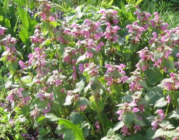 Taubnessel mit Blüten