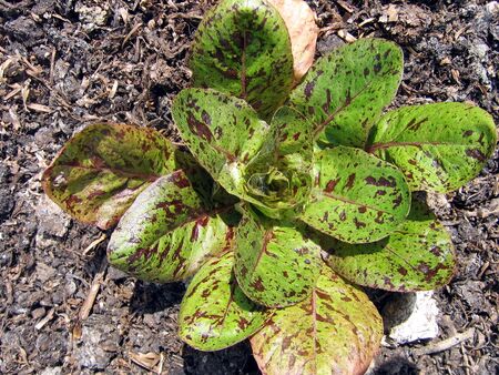 Junger Forellenschlusssalat