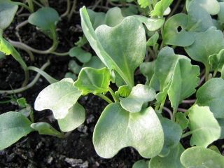 Kreuzblütler Keimblätter