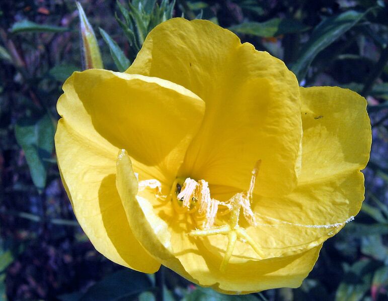 Datei:SG Nachtkerze.jpg