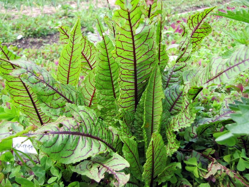 Datei:SG Blutampfer1.jpg