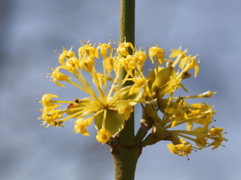 Datei:Dirndblüte am Stamm.jpg