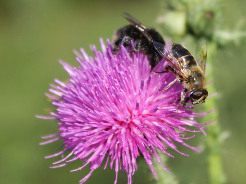 Datei:EST Bienen auf Distel.jpg