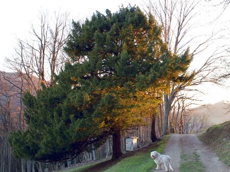 Abendspaziergang mit Hund bei Eibe