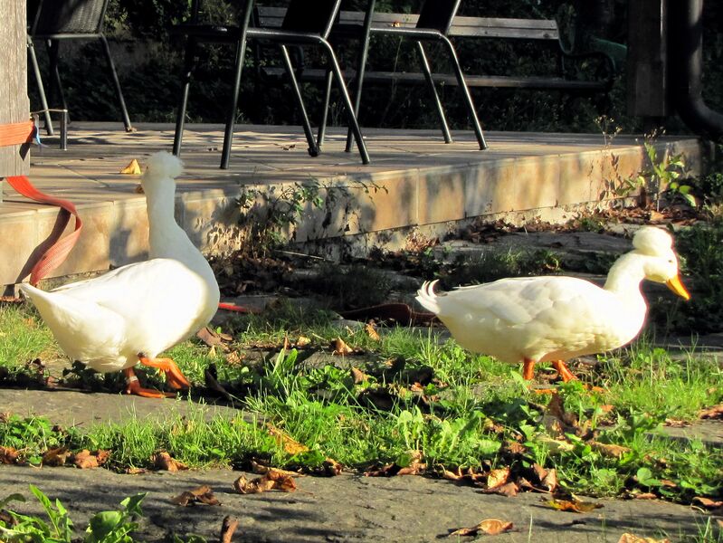 Datei:SG Haubenenten auf Entdeckung.jpg