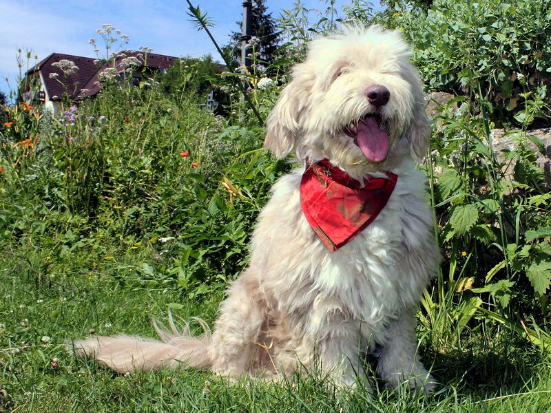 Datei:SG Paula m Halstuch.jpg