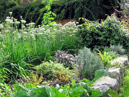 Produktionsgarten mit Kräutern