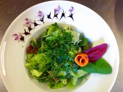 Steinschaler Nutzung: Wildkräutersalat